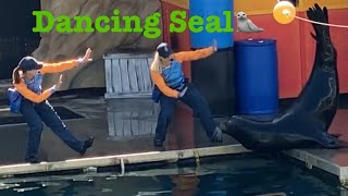 Dancing Seal🦭 in #seaworld  #goldcoast #queensland