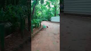 브라질 벨렝 동식물원에서 탈출한(?) 녀석들 | Escaping animals from the zoo botanical park in Belém, Pará, Brazil