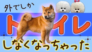 【犬のしつけ】４ヶ月の柴犬。外でしかトイレしなくなった…【悩み相談ライブ切り抜き】