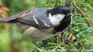 Cincia mora - Coal tit (Parus ater)