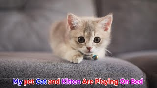 My pet Cat and  Kitten Are Playing On Bed