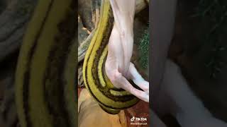 BrianBarczyk - Just some giant snake feeding. #giantsnake #snakes #feed #brianbarczyk