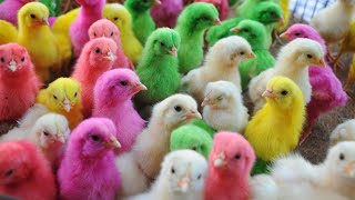 Colourful Hen Chicks 🐣 | Murgi k Bache | ayam warna warni, Ayam Rainbow