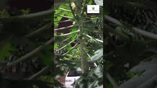 Red Lady Papaya Plants #hybridpapaya #redladypapaya #papayaplant