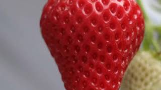 Strawberry(oishi ichigo) picking in Japan!!!