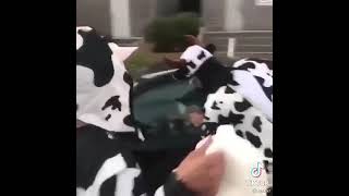 Cows committing acts of terrorism