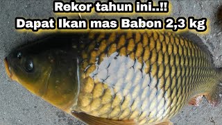 Rekor Tahun ini..!! Ketapel Ikan Dapat Ikan Mas Babon 2,3kg ||Slingshot fishing