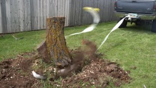 Cutting Down Tree With Dewalt 12in 20v Battery Chainsaw - New Favorite Tool?