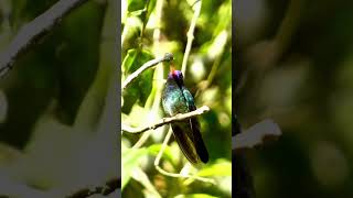 Colorful White Eared Hummingbird! #nature #birds #outdoorphotography #birding #hummingbird #shorts