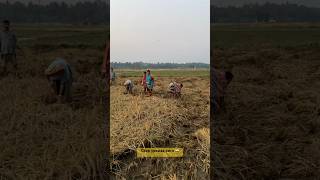 Сбор урожая риса 🌾🇮🇳