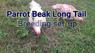 Parrot Beak Long Tail Breeding set-up Chhindwara Madhya Pradesh 8103145060