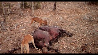 Pigs and dingoes destroy a cow carcass in Australia