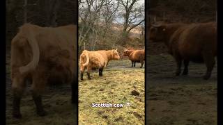 Cutest cow in the world Scottish cow 🐮 🏴󠁧󠁢󠁳󠁣󠁴󠁿🏴󠁧󠁢󠁳󠁣󠁴󠁿🏴󠁧󠁢󠁳󠁣󠁴󠁿#scottish #cow