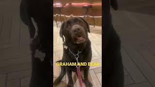 Chocolate Labrador Retriver. Bear Visits His Local Pub.