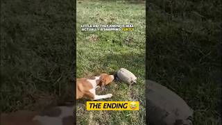 Turtle scares dog and horse 😂