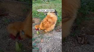 Silkie chicken Singapore 2024 #shortfeed #shorts #silkiechicken