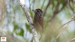 Picapauzinho-pintado  (Spotted Piculet)  Picumnus pygmaeus