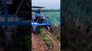 Tractor running away harvesting to clay ✔️