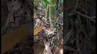 Girls find babies bamboo #relaxingmusic #nature #love #khmerfoods #asmrfood #mukbang #relaxing