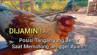 Cara aman Potong Jengger Ayam Dan Tips Pengobatnya