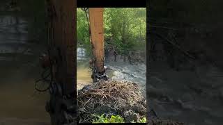 Opening a Beaver Dam with our Excavator #beaverdam #excavator #shorts