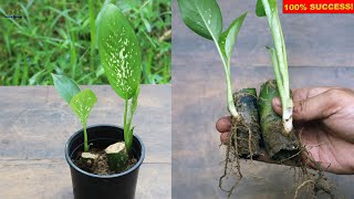 Super Easy Method to Grow Dieffenbachia or Dumb Cane From Cuttings (With Update)