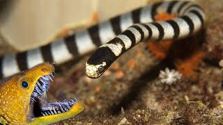 Yellow-lipped Sea Kraits Is An Incredibly Venomous Snake That Devours MURENAS!