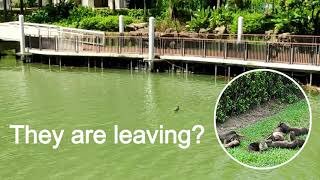 Singapore Largest Otter Family is leaving here?