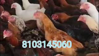 Aseel cross chicks Available for sale 8103145060 Aseel chicks madhyapradesh bhopal or chhindwara