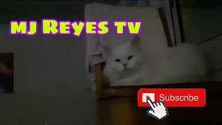 persian cat || before bedtime ||short