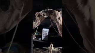 Happy camel couple ❤️ #tiktok #funny #camel #duet