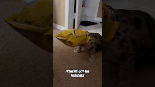 FRENCHIE GOT THE MUNCHIES #funny #youtubeshorts #comedy #shorts #frenchbulldog