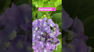 Гортензии | гидрангея | hydrangea | сад 🪴