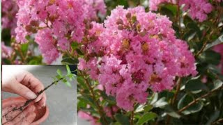 how to grow hybrid crepe myrtle plant from cutting