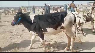 new video Dajal bull form cattle market video