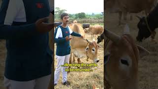 Why did Hero go till Delhi? #rescuedanimals #cows #sanctuary #inspirational #delhi