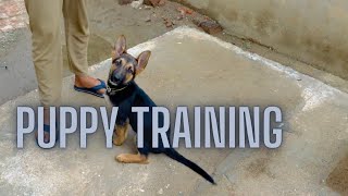 Dog training, Baat na sunna.German Shefford training,