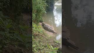 Penampakan buaya ikan di sungai aek natas desa pangkalan di lahan masyarakat