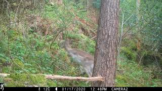 Fallow deer, blue tit, red squirrel