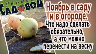 Ноябрь в саду и в огороде. Что надо сделать обязательно, а что можно перенести на весну