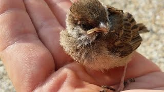 baby sparrow