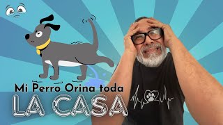 NO MÁS ORINES POR TODA LA CASA | ELIMINA EL MARCAJE DE TU PERRO