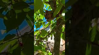 A Squirrel Eating Cherries…🍒🐿️