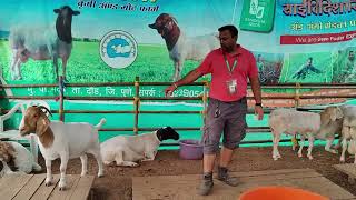 किसान कृषी प्रदर्शन मोशी पुणे |Kisaan Agri Exhibition Pune|Kapila Krushi And Goat farm Nilesh Jadhav