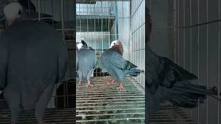 #pigeon #birds #animals #pets #attitude #foryou #kobutor #kabutar #bd #shorts #shortvideo #short