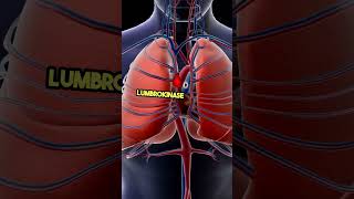 Nattokinase| Serrapeptase| Lumbrokinase|  enzymes!