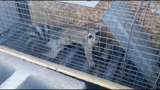 Rare footage of a Ringtail Cat | Arizona State Mammal Ring tail