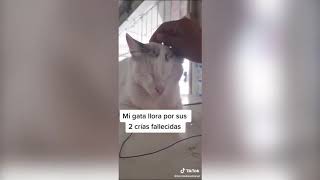 Dueña captó a su gata llorando tras perder a sus dos crías