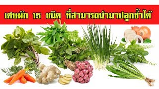 เศษผัก 15 ชนิด | ที่นำมาปลูกซ้ำได้ | แถมปลูกง่ายนิดเดียว