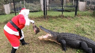 Santa Claus Feeds GIANT CROCODILES!!!!